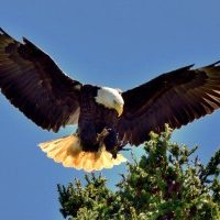 o-dc-police-eagle-nest-facebook-300x200